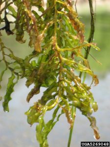 CLP Curly Leaf Pondweed